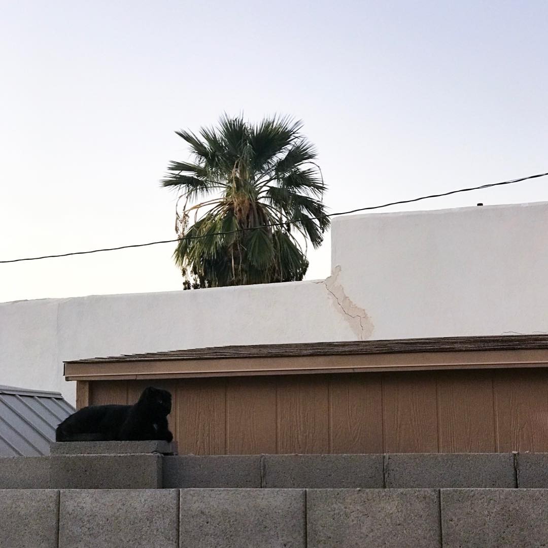 Coronado Sphinx