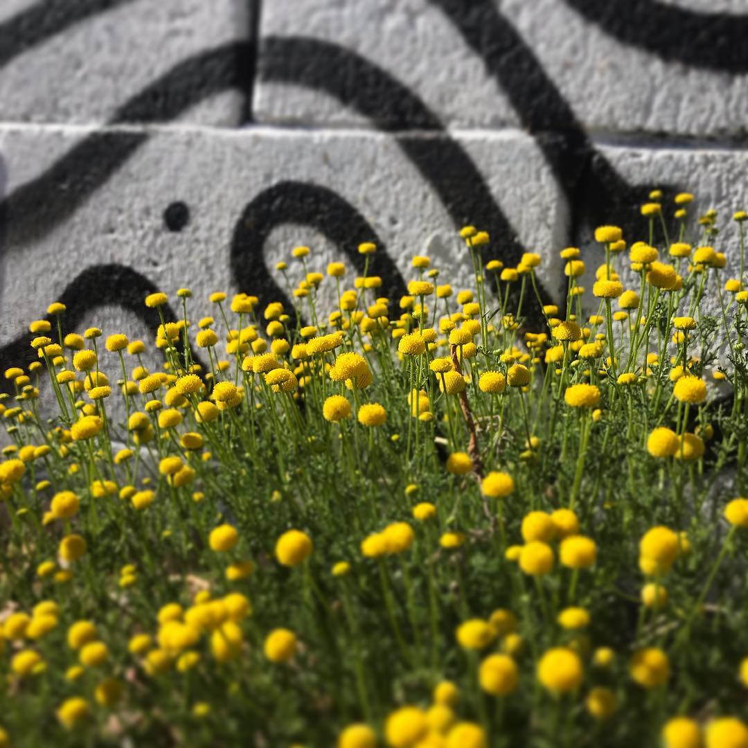Weeds?