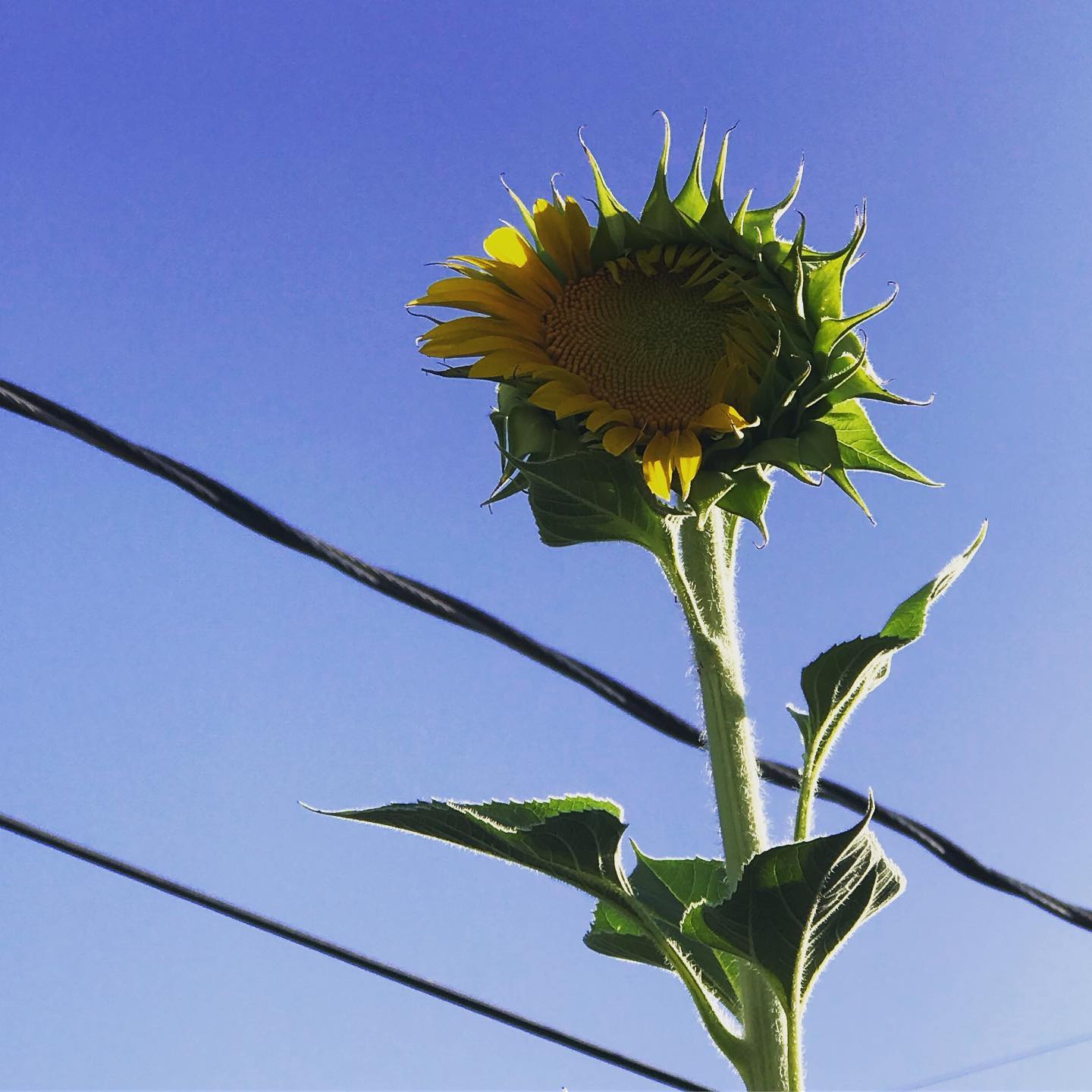First two sunflowers to bloom!