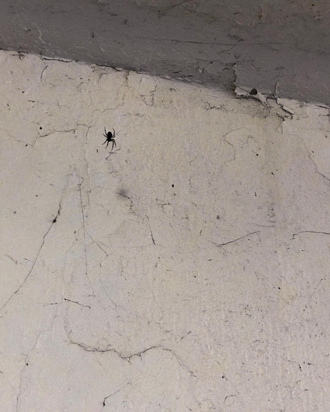🕷