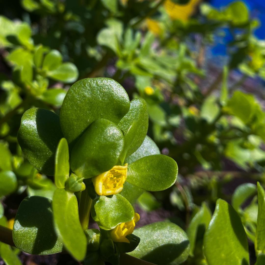 Morning yard work had me admiring this purslane. Now I’m thinking about plant…