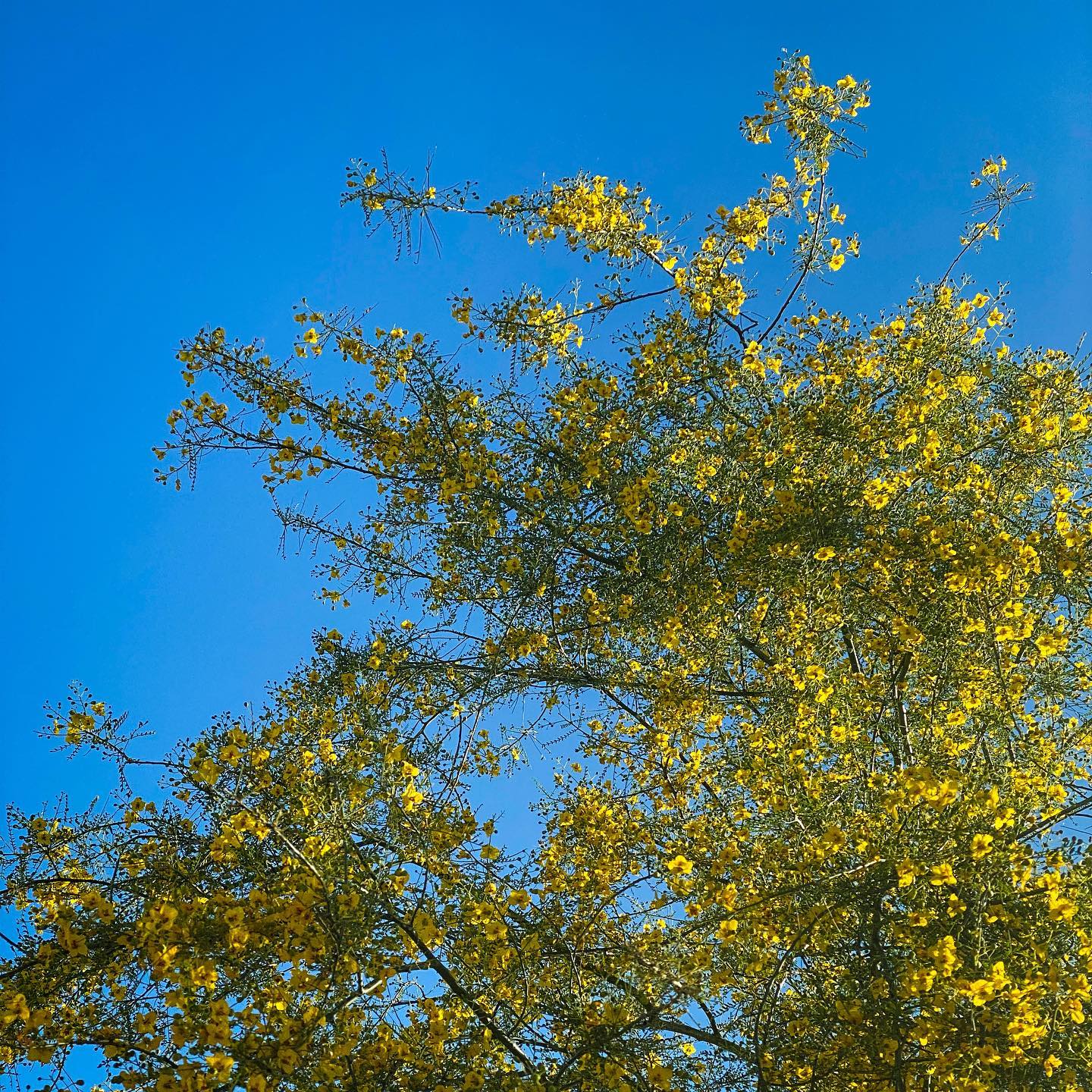 Allergies and 100 degree days. 🥴