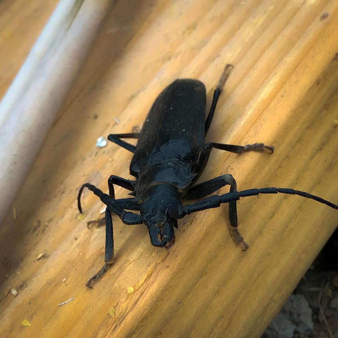 New backyard tenant.