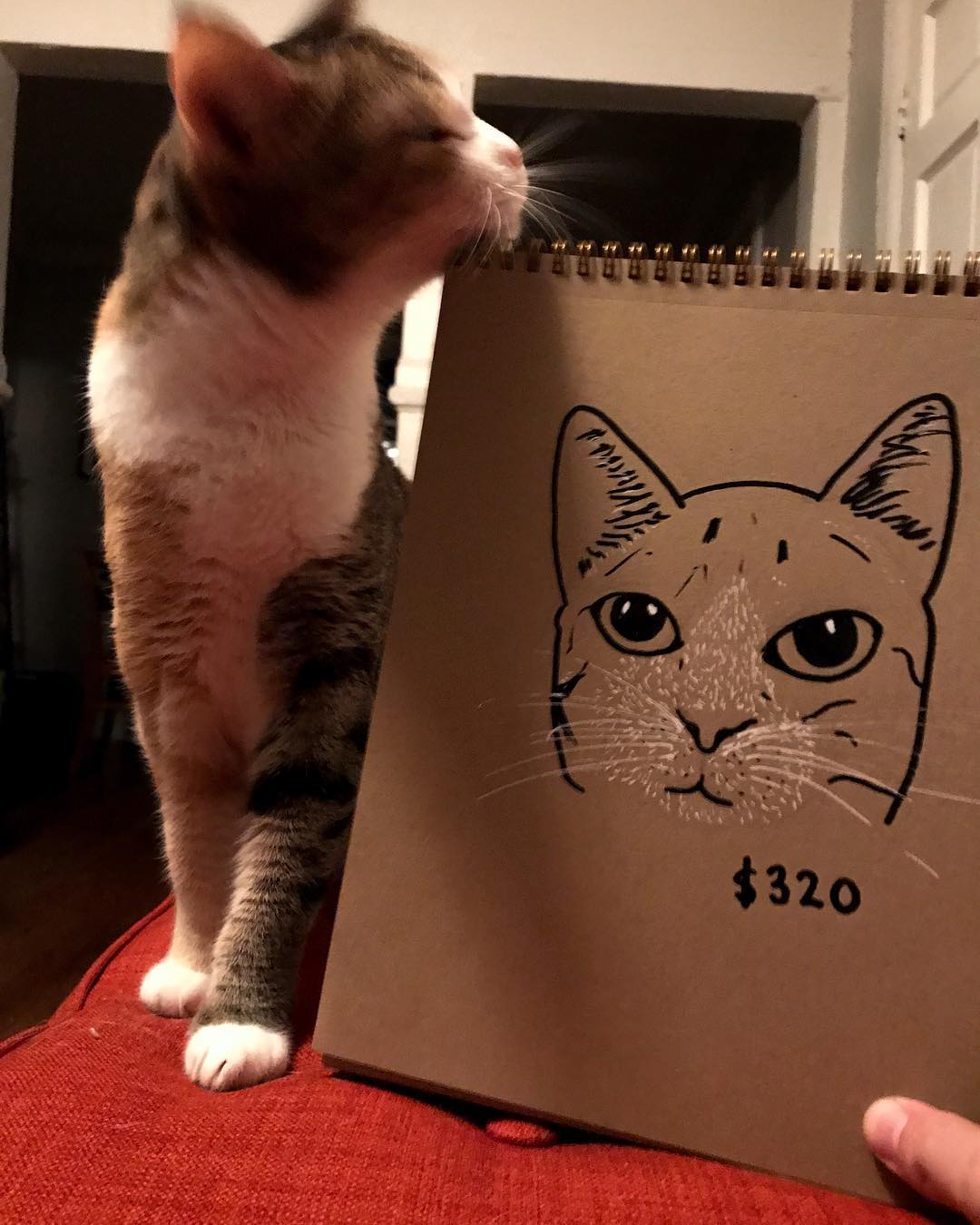 This cat.
