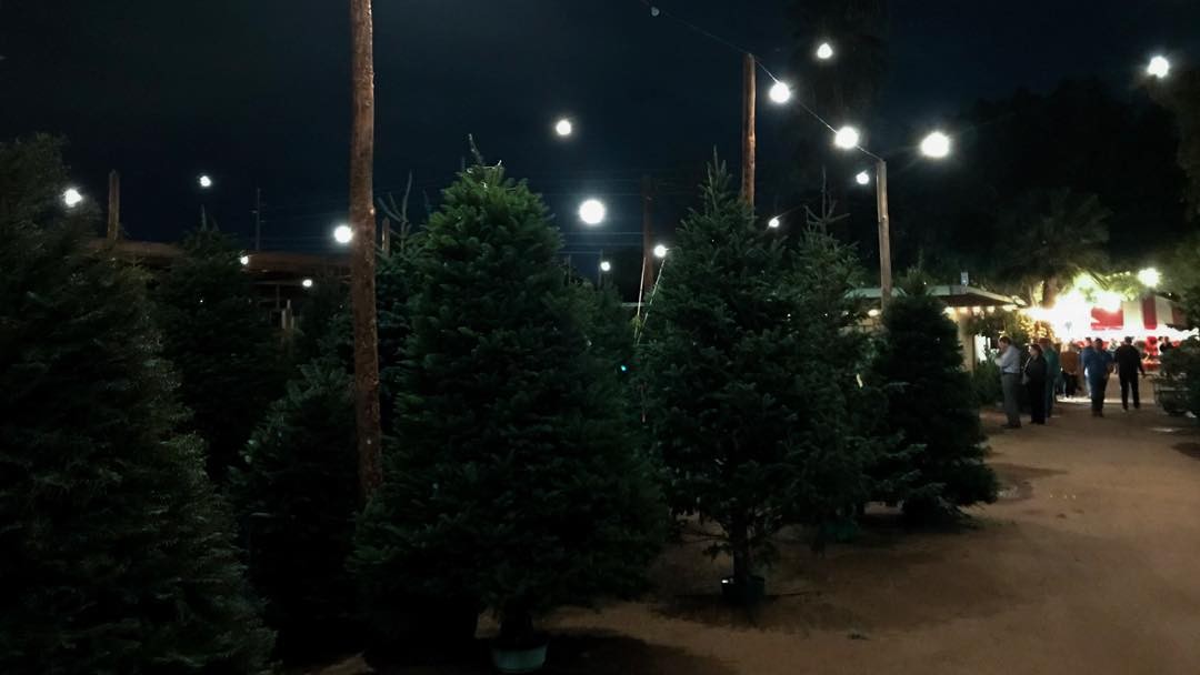 Tree shopping.