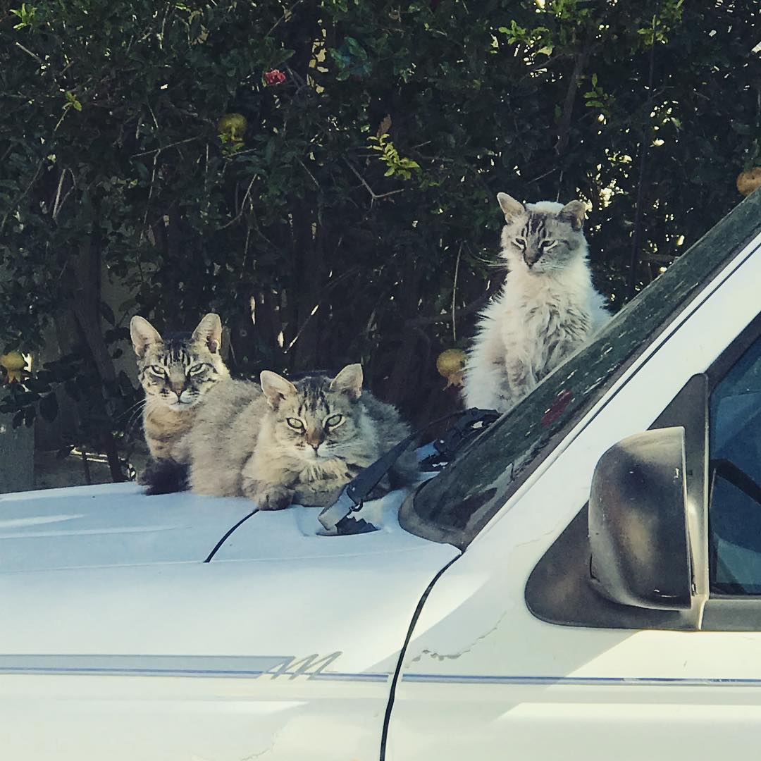 Hello, neighborhood watch? I’d like to report some gang activity.