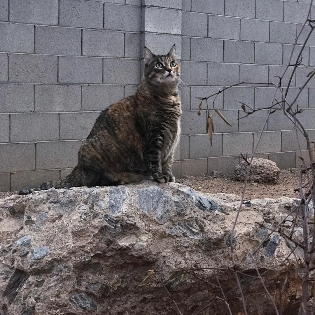 Explorer