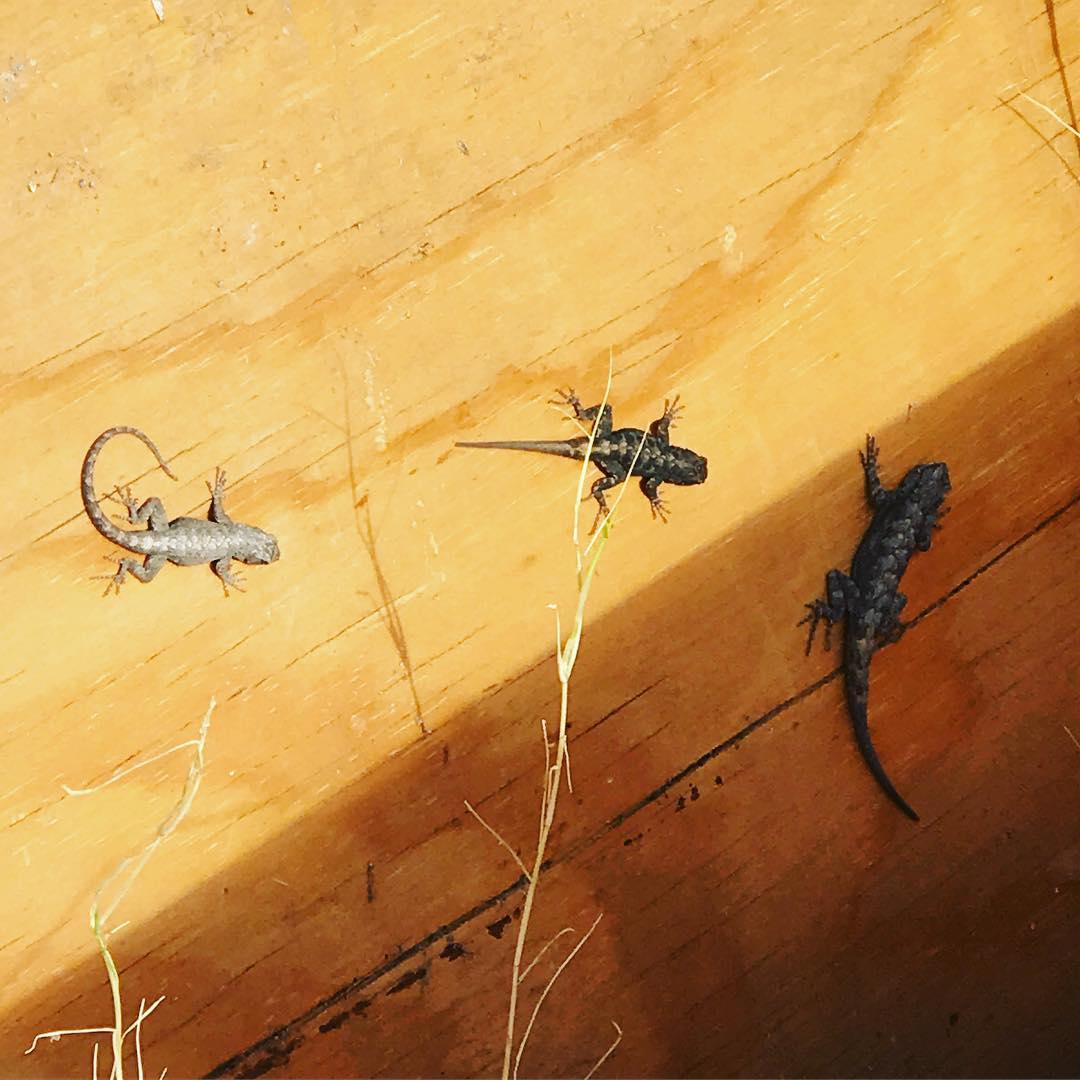 🦎🦎🦎