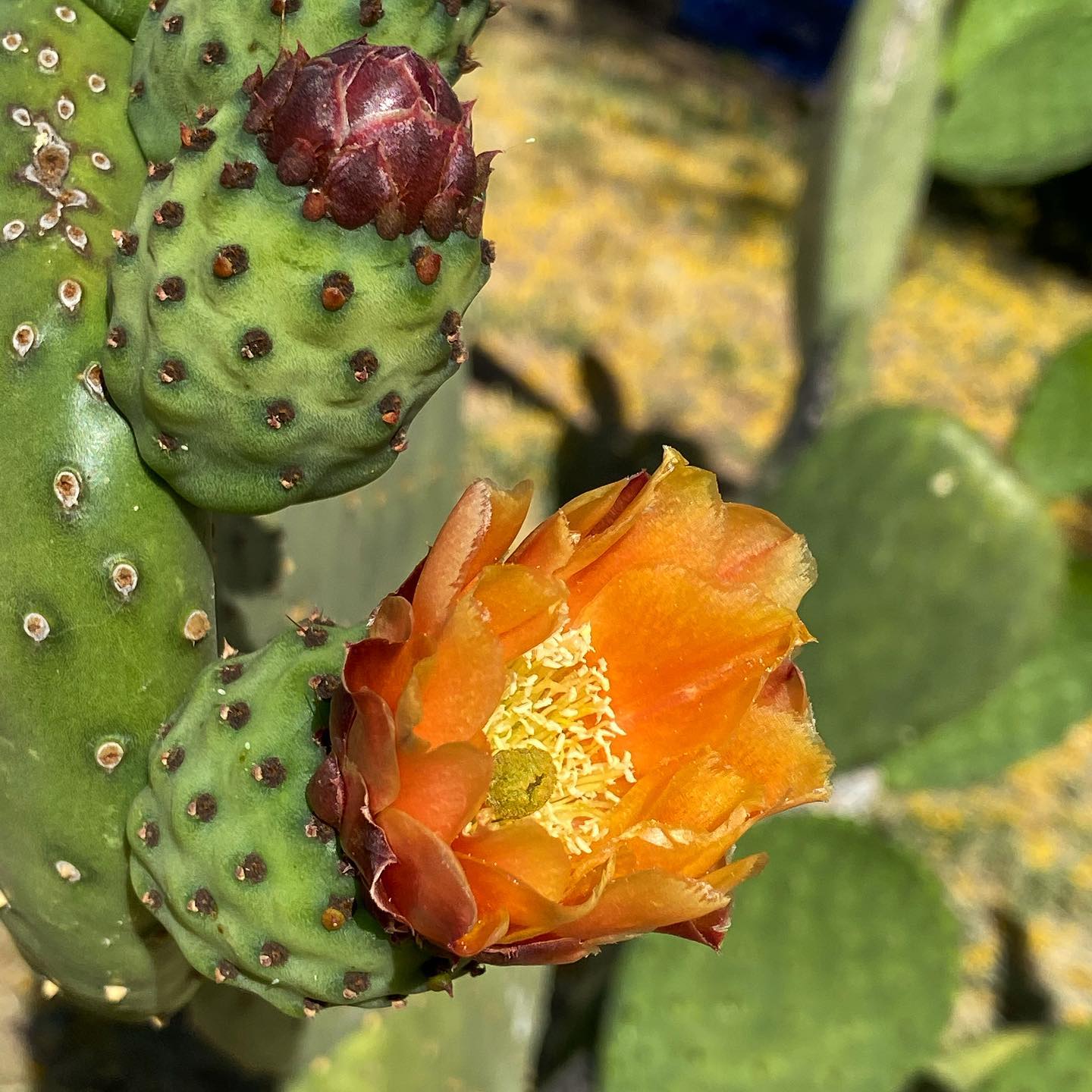 My nopal is flowering and it brings me much joy.