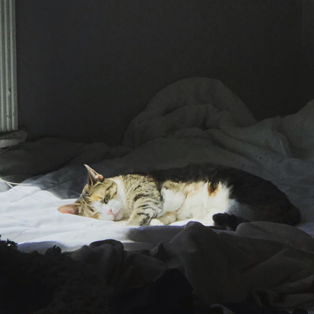 💤