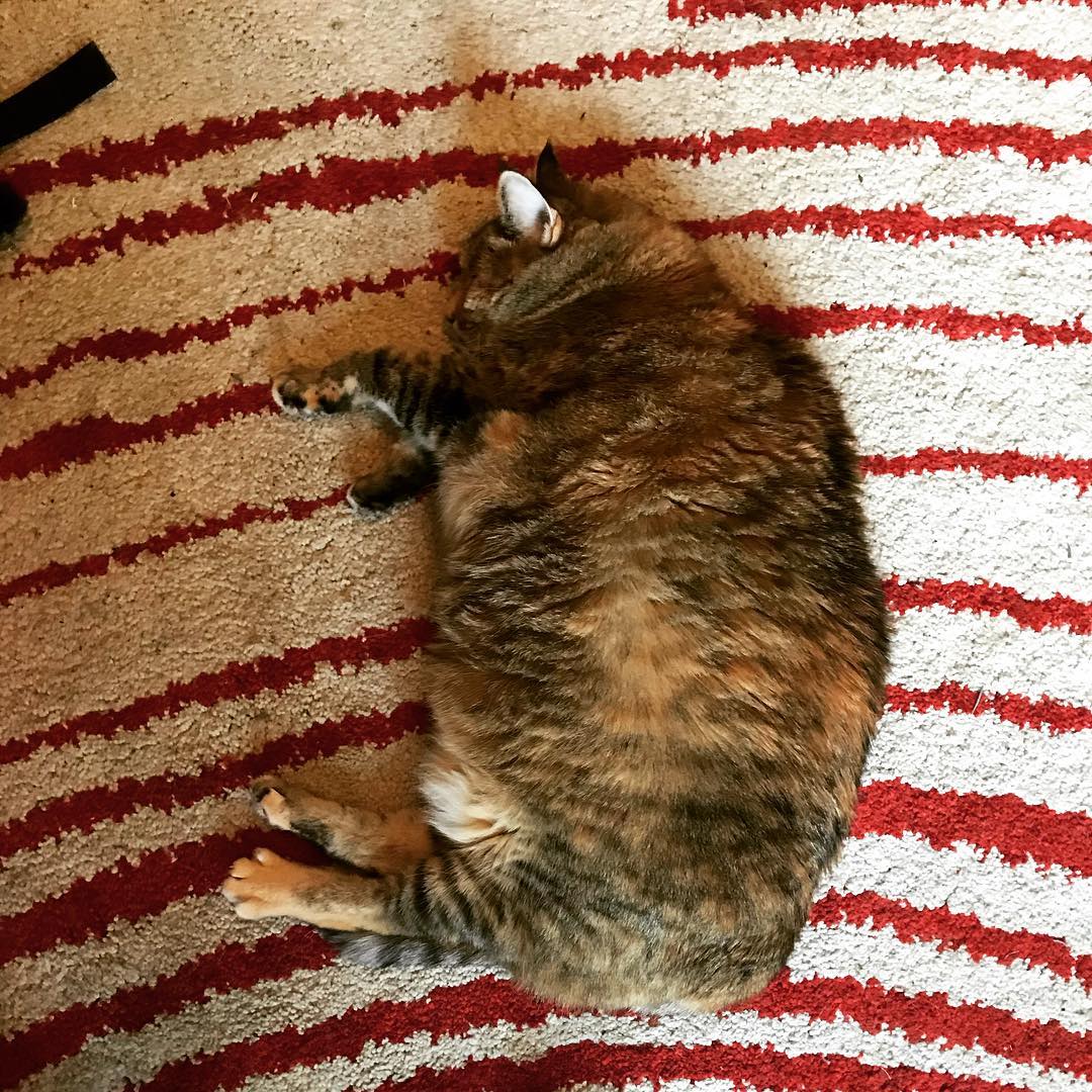 💤