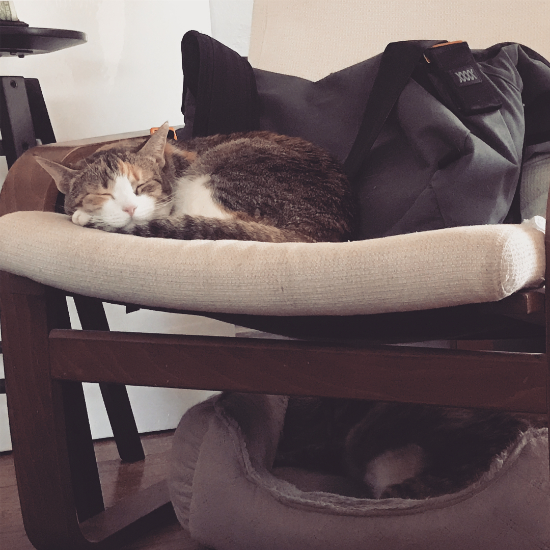 It’s so I thought I’d share the gang! I love these cats.
