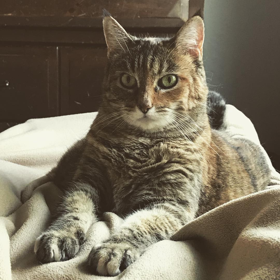🐈