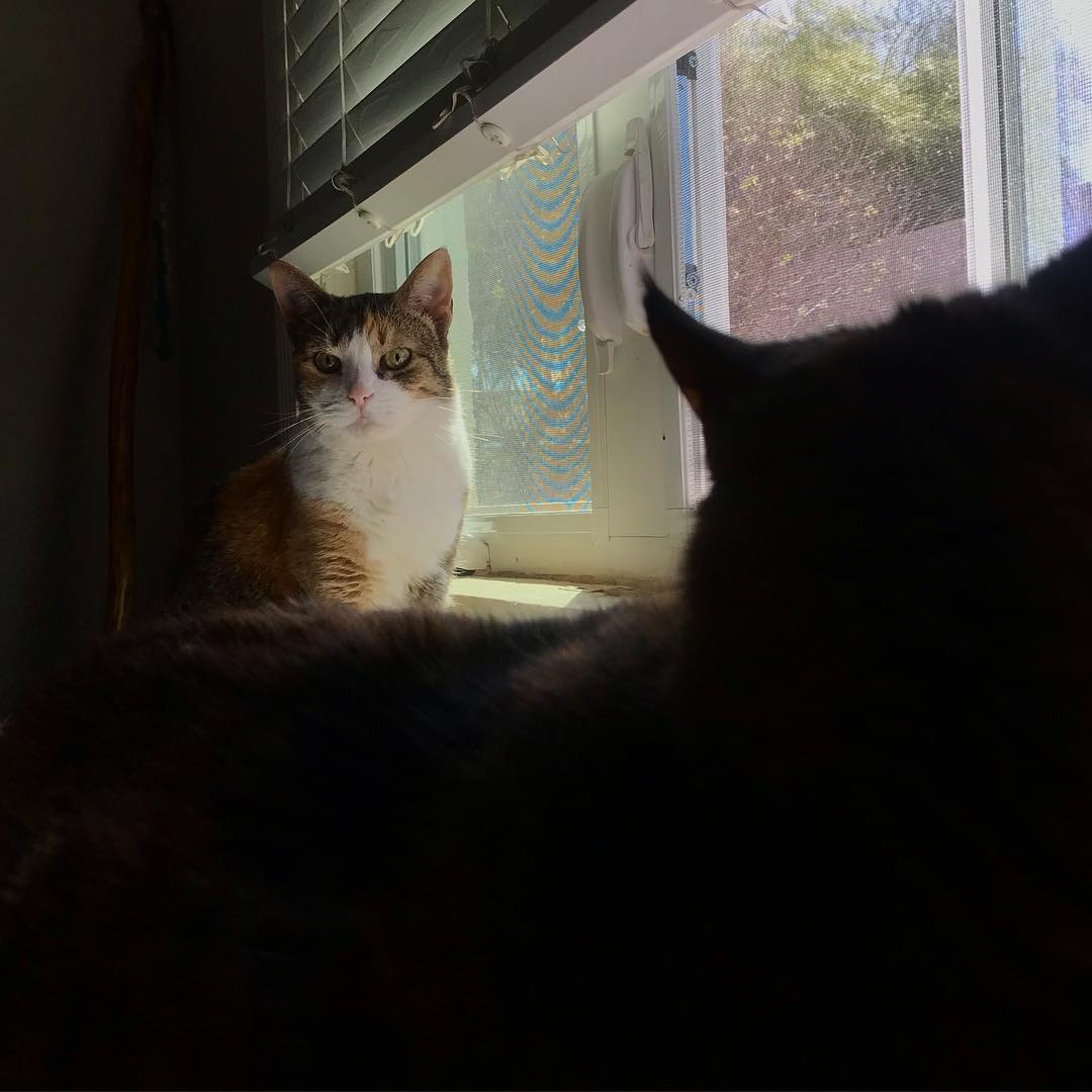 Open windows season.