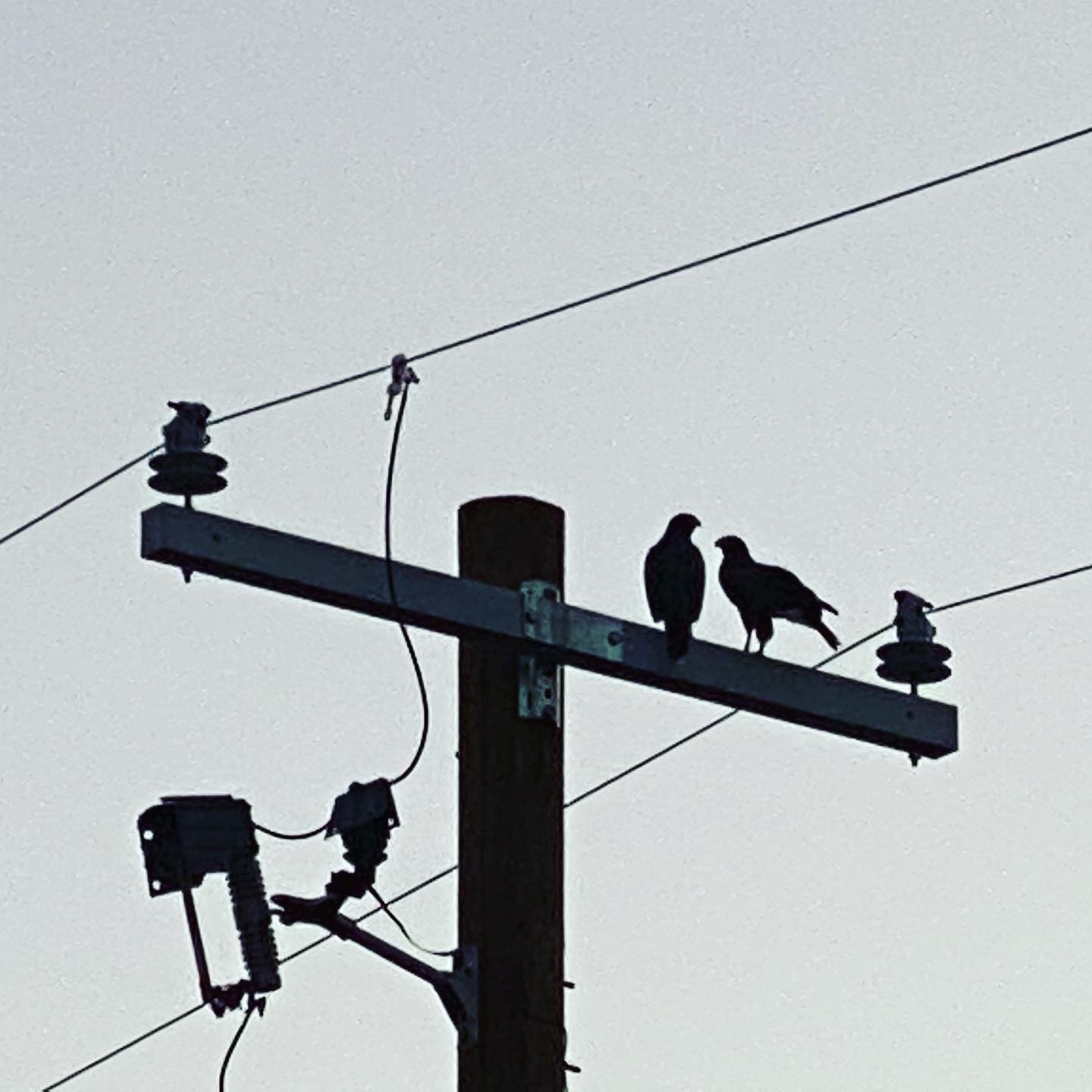 Sometimes I’m very lucky and see some incredible birds while sitting in my ba…