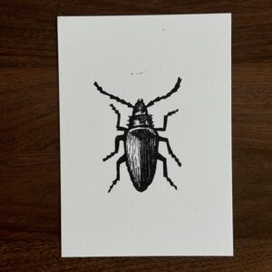 a print of a palo verde beetle