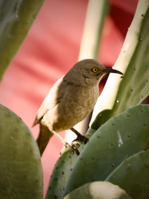 a curvedbill thrasher on nopal cactus