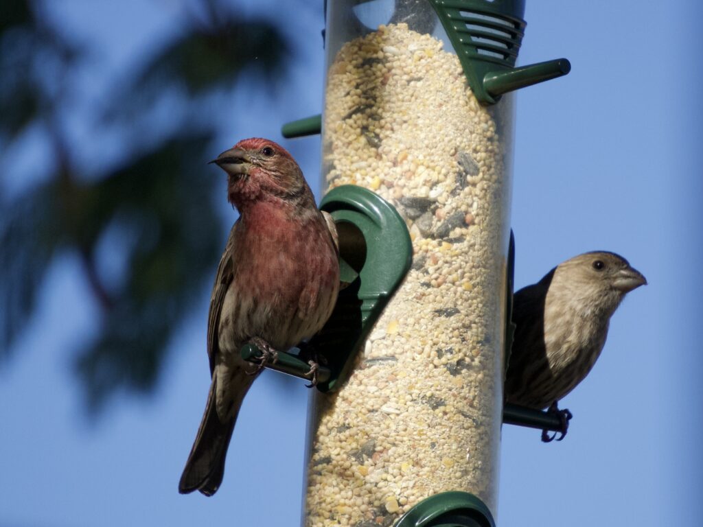 two house finches on a bird feeder